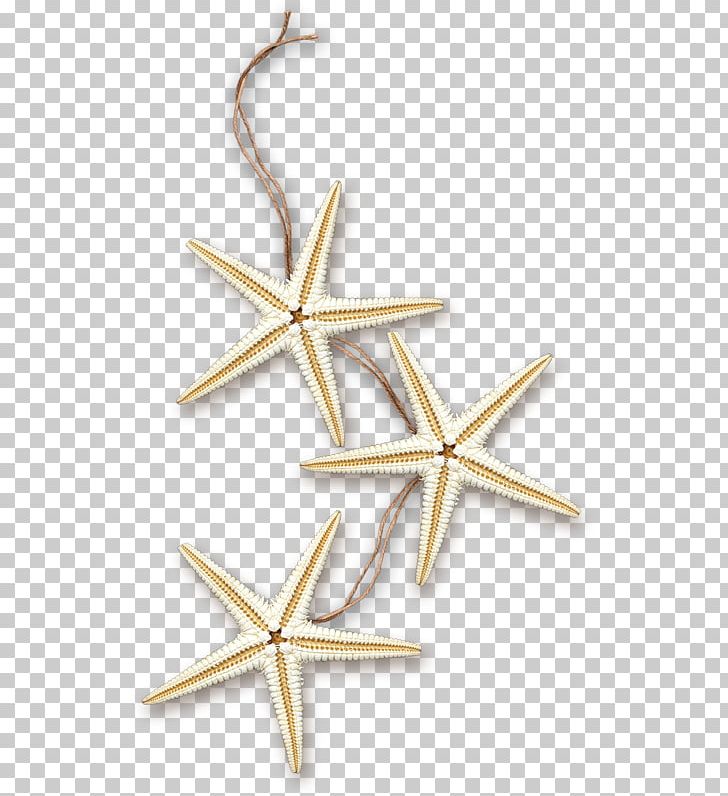 Starfish Sea Marine PNG, Clipart, Angle, Animals, Benthic Zone, Blog, Body Jewelry Free PNG Download