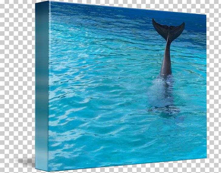 Wholphin Common Bottlenose Dolphin Spinner Dolphin Water PNG, Clipart, Aqua, Battle Waves, Bottlenose Dolphin, Common Bottlenose Dolphin, Dolphin Free PNG Download