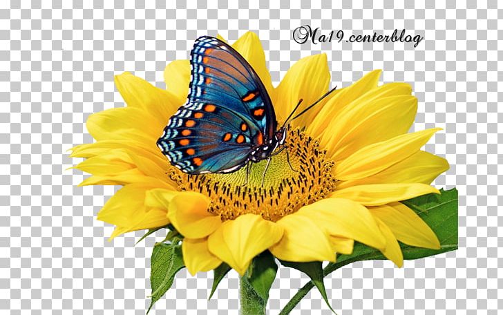 Butterfly Common Sunflower Shutterstock PNG, Clipart, Brush Footed Butterfly, Butterfly, Common Sunflower, Daisy Family, Drawing Free PNG Download