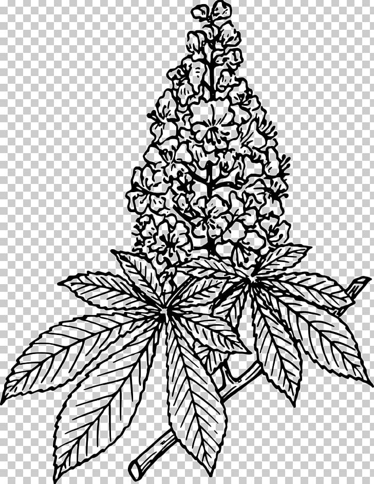 Common Lilac Flower Color PNG, Clipart, Branch, Christmas Decoration, Christmas Tree, Color, Coloring Book Free PNG Download
