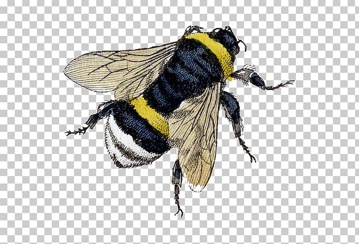 Bumblebee Honey Bee Beekeeping PNG, Clipart, Antique, Arthropod, Bee, Beehive, Beekeeping Free PNG Download