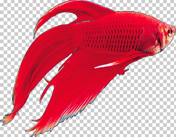 Siamese Fighting Fish Tropical Fish Ornamental Fish PNG, Clipart, Animal, Animals, Bookmarks, Fin, Fish Free PNG Download