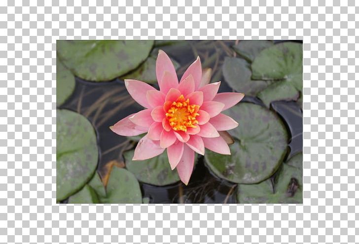 Water Lilies Petal Flora Proteales Garden PNG, Clipart, Aquatic Plant, Aquatic Plants, Color, Flora, Flower Free PNG Download