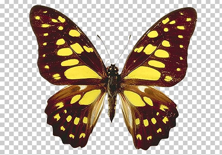 Butterfly Computer Icons PNG, Clipart, Argynnis Hyperbius, Arthropod, Blog, Brush Footed Butterfly, Butterfly Free PNG Download