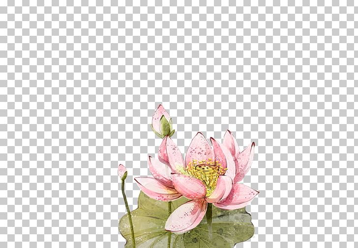 Floral Design Nelumbo Nucifera PNG, Clipart, Bud, Cut Flowers, Designer, Download, Drawing Free PNG Download