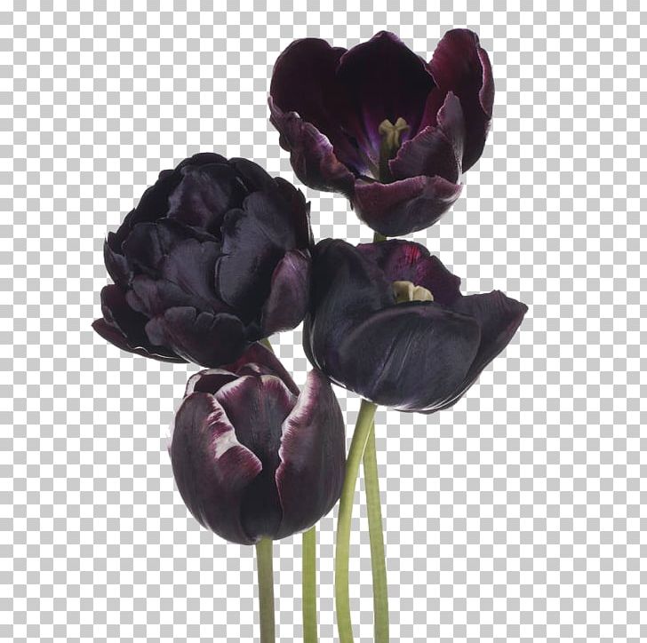 The Black Tulip Flower PNG, Clipart, Artificial Flower, Background Black, Black, Black Back, Black Board Free PNG Download