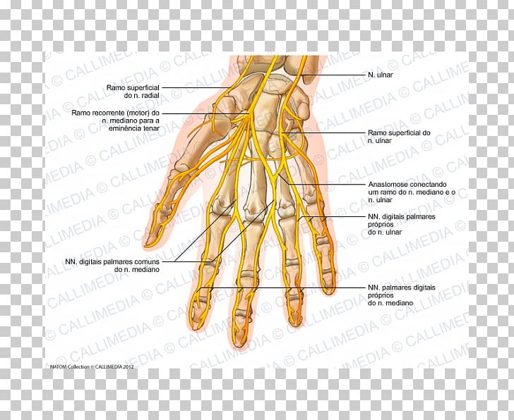 Ulnar Nerve Hand Human Anatomy Nervous System PNG, Clipart, Abdomen Anatomy, Anatomy, Finger, Forearm, Grass Family Free PNG Download