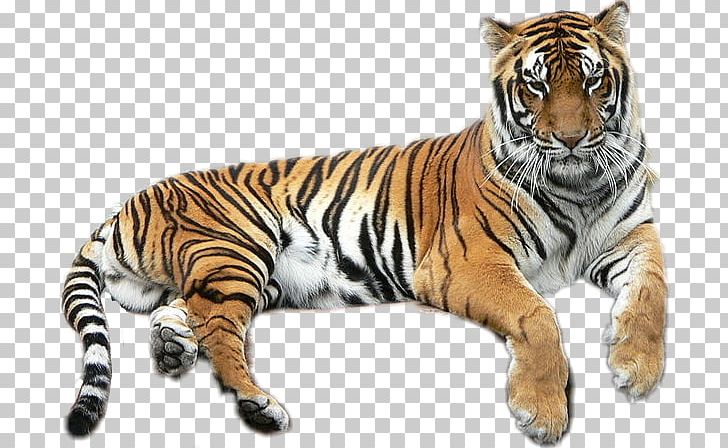 Bengal Tiger Golden Tiger Lion Liger Felidae PNG, Clipart, Animal, Animals, Bengal, Bengal Tiger, Big Cat Free PNG Download
