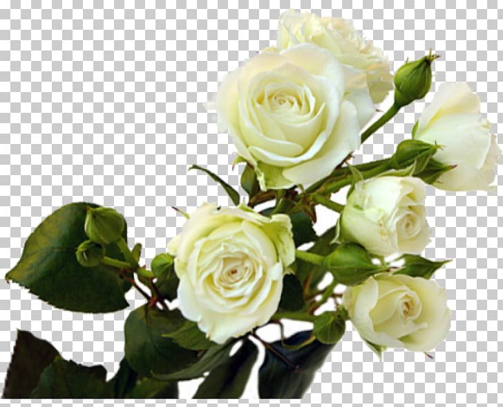 Garden Roses Cabbage Rose Floribunda Flower Bouquet PNG, Clipart, 101 Roses, Artificial Flower, Bloemisterij, Blomsterbutikk, Cut Flowers Free PNG Download