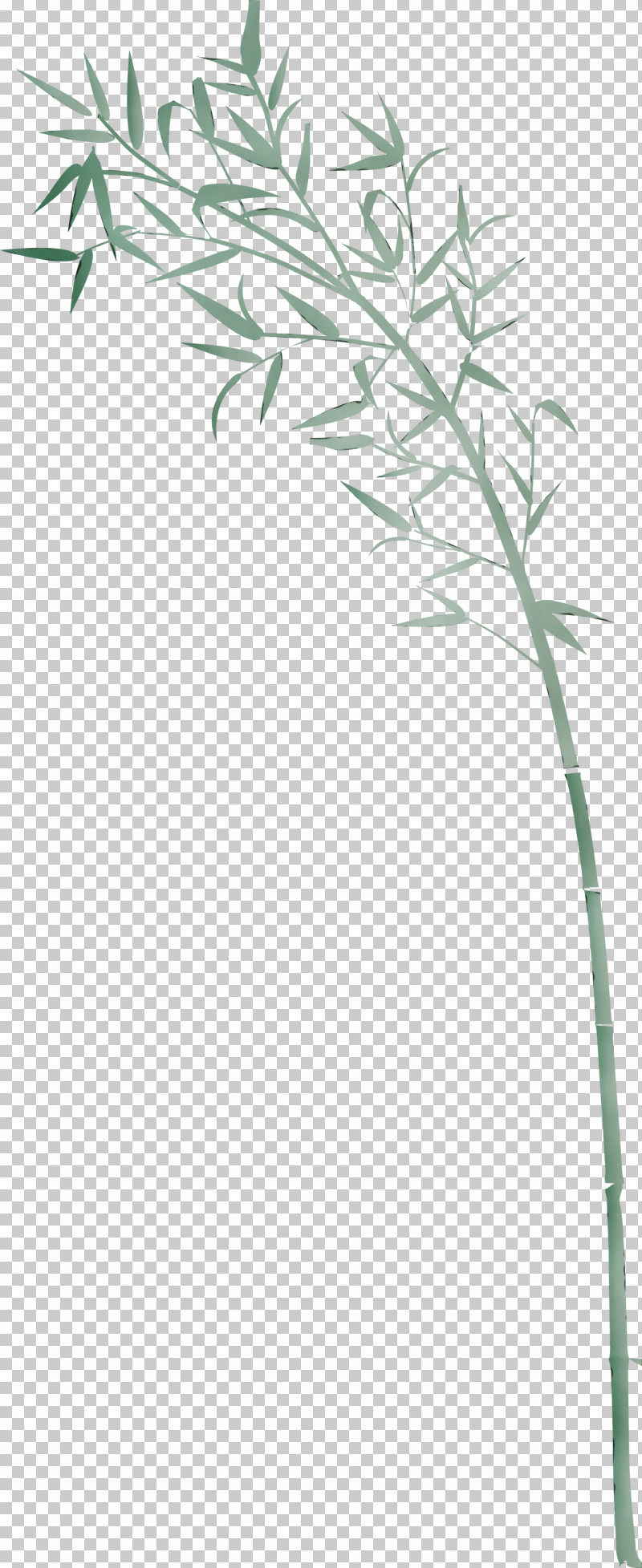 Plant Plant Stem Grass Family Grass Flower PNG, Clipart, Bamboo, Branch, Flower, Grass, Grass Family Free PNG Download