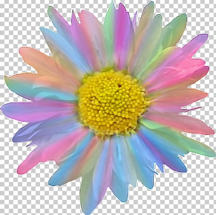 Flower Color Light Rainbow Petal PNG, Clipart, Aster, Chrysanthemum, Chrysanths, Clothing, Color Free PNG Download
