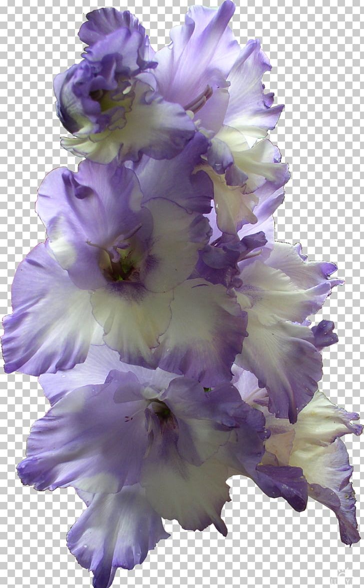 The Gladiolus Flower Bulb PNG, Clipart, Birth Flower, Bulb, Corm, Cut Flowers, Delphinium Free PNG Download