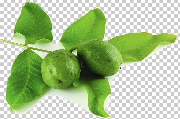 Citrus Natural Foods Tree Leaf PNG, Clipart, Citrus, Food, Fruit, Leaf, Natural Foods Free PNG Download