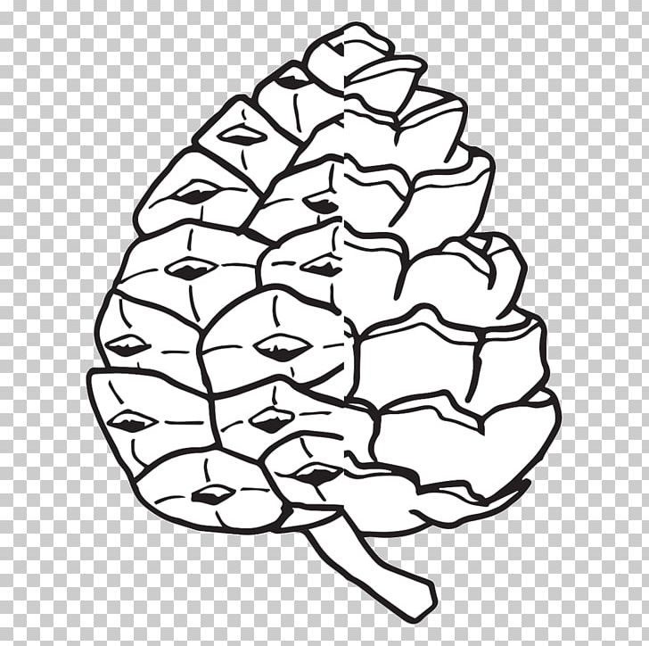 Conifer Cone The Life Cycle Of A Pine Tree Coloring Book PNG, Clipart, Angle, Area, Black And White, Color, Coloring Book Free PNG Download