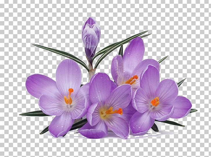 Crocus Saffron Лунінецкія навіны Flower PNG, Clipart, Crocus, Flower, Saffron Free PNG Download