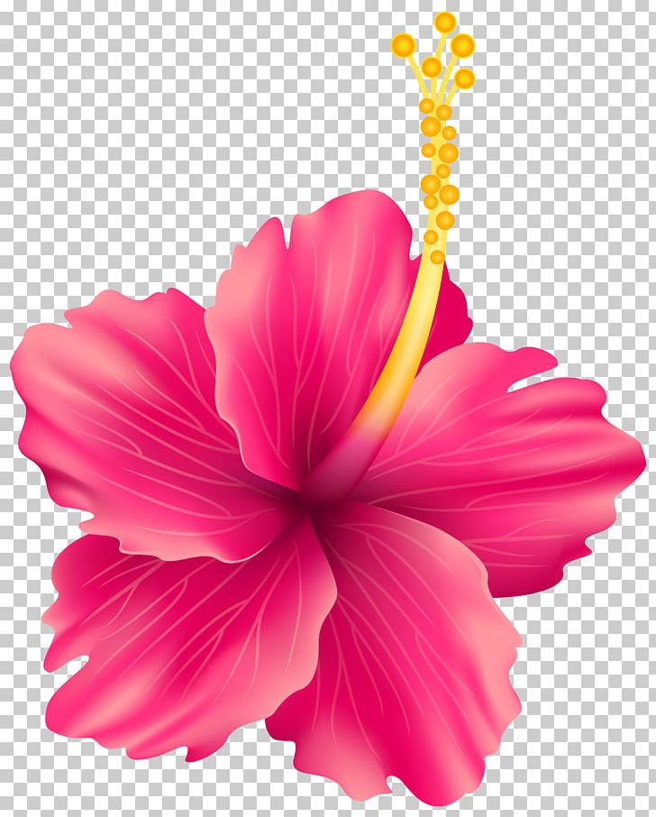 Flower Rose PNG, Clipart, Annual Plant, Blue Rose, China Rose, Chinese Hibiscus, Clip Art Free PNG Download