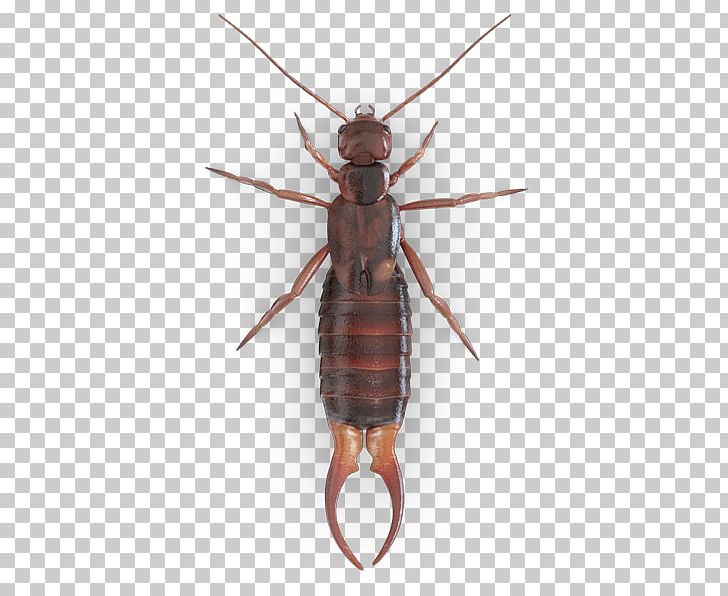German Cockroach Mosquito Beetle Earwig PNG, Clipart, Animals, Ant, Arthropod, Baygon, Beetle Free PNG Download