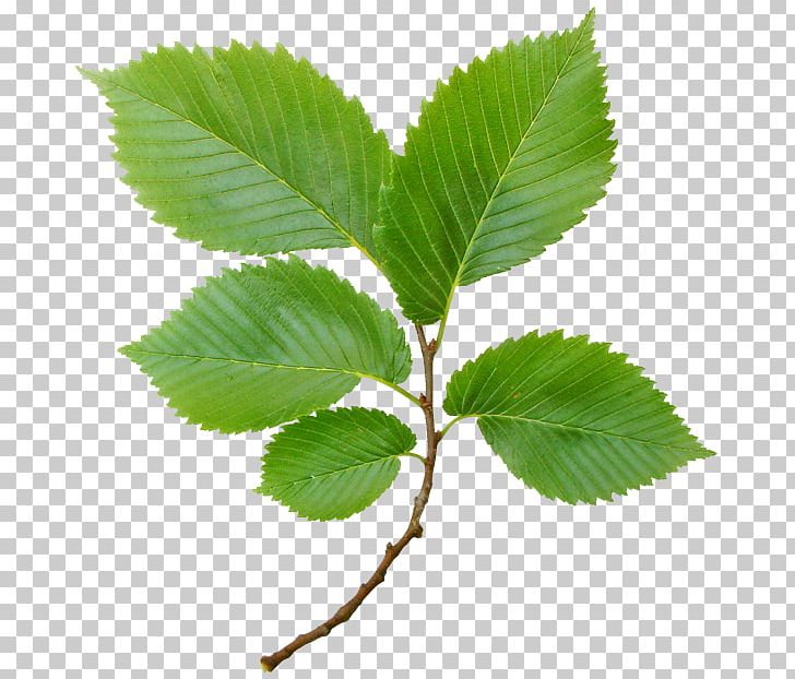 Leaf PNG, Clipart, Art, Blog, Branch, Clip Art, Decoupage Free PNG Download