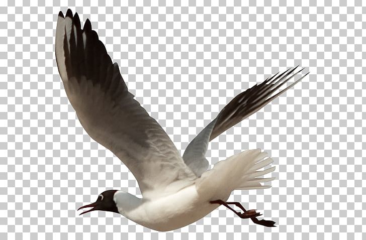 Water Bird Gulls Goose Flamingos PNG, Clipart, Anatidae, Animal, Beak, Bear Png, Bird Free PNG Download