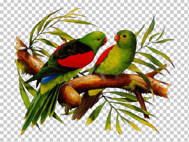 Lovebird PNG, Clipart, Beak, Feather, Loriini, Lovebird, Macaw Free PNG Download