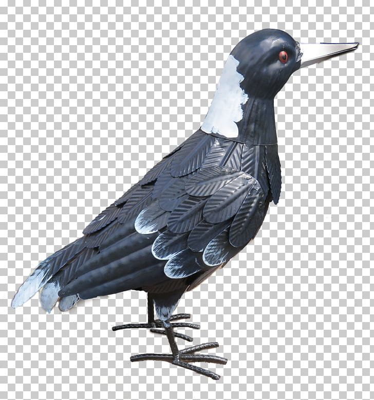 Columbidae Domestic Pigeon Beak Feather Rook PNG, Clipart, Animals, Beak, Bird, Columbidae, Crow Free PNG Download