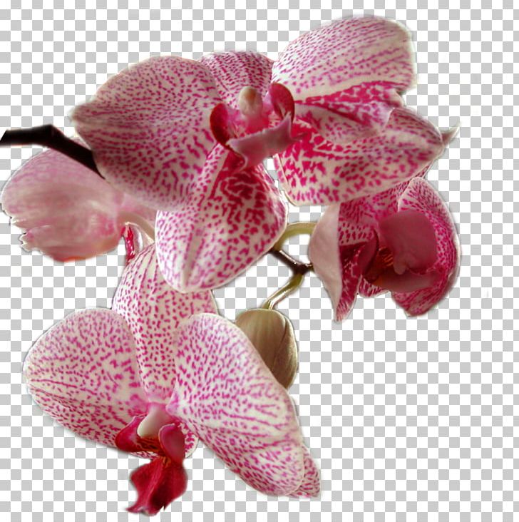 Moth Orchids Flower Plant PNG, Clipart, Cut Flowers, Flower, Flowering Plant, Lilac, Magenta Free PNG Download