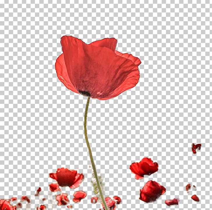 Photography Petal Poppy PNG, Clipart, Barbed, Beauty, Beauty Salon, Bright, Coquelicot Free PNG Download
