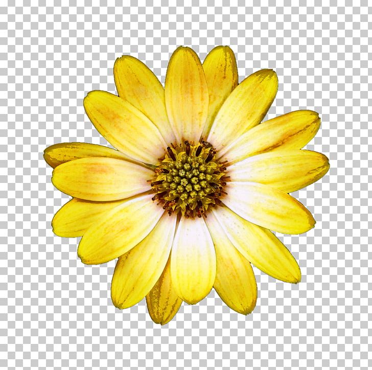 Portable Network Graphics Oxeye Daisy Marguerite Daisy PNG, Clipart, Annual Plant, Argyranthemum, Chrysanthemum, Chrysanths, Common Daisy Free PNG Download