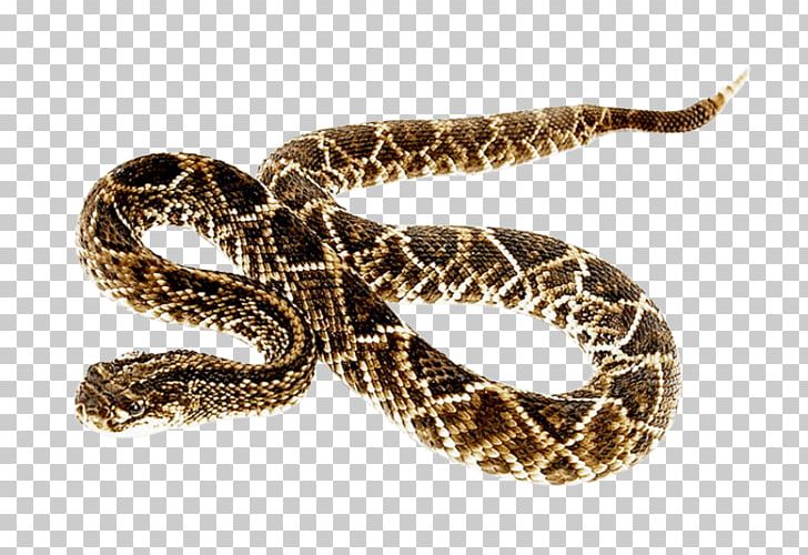 Snakes Eastern Diamondback Rattlesnake Portable Network Graphics Transparency PNG, Clipart, Boa Constrictor, Boas, Colubridae, Colubrid Snakes, Desktop Wallpaper Free PNG Download