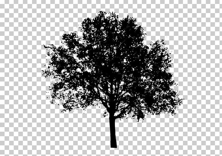 Tree Oak Populus Nigra PNG, Clipart, Black And White, Branch, Color, Cottonwood, Desktop Wallpaper Free PNG Download
