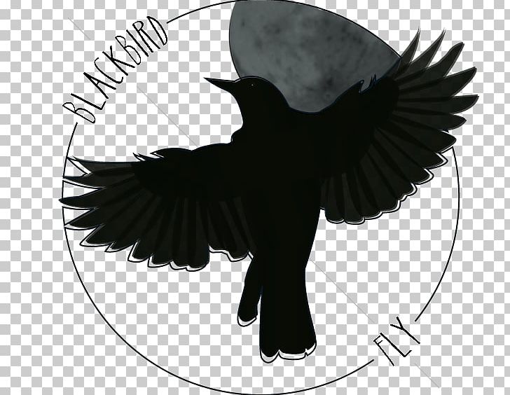 Blackbird Art Drawing Northern Flicker The Beatles PNG, Clipart, American Crow, Art, Artist, Arts, Auratus Free PNG Download