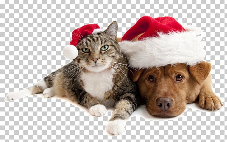 Christmas Cats And Dogs PNG, Clipart, Animal, Animals, Carnivoran, Cat Like Mammal, Christmas Decoration Free PNG Download