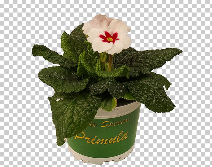 Flowerpot Cut Flowers PNG, Clipart, Cut Flowers, Flower, Flowering Plant, Flowerpot, Others Free PNG Download