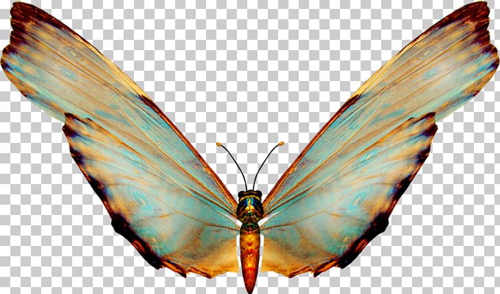 Butterfly Adobe Photoshop Portable Network Graphics Psd PNG, Clipart, Animal, Arthropod, Brush Footed Butterfly, Butterflies And Moths, Butterfly Free PNG Download