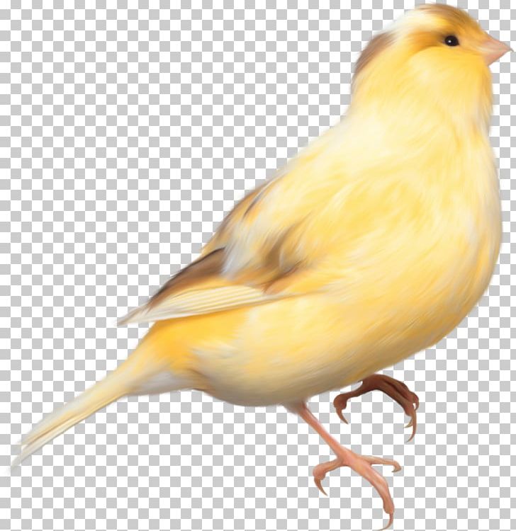 Domestic Canary Bird Parrot Finch PNG, Clipart, Animals, Atlantic Canary, Beak, Bird, Canary Free PNG Download