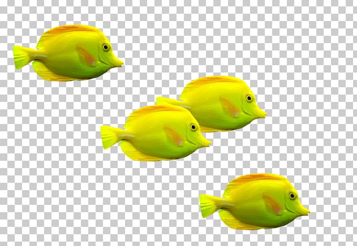 Goldfish PNG, Clipart, 3d Computer Graphics, Animals, Bird, Encapsulated Postscript, Fish Free PNG Download