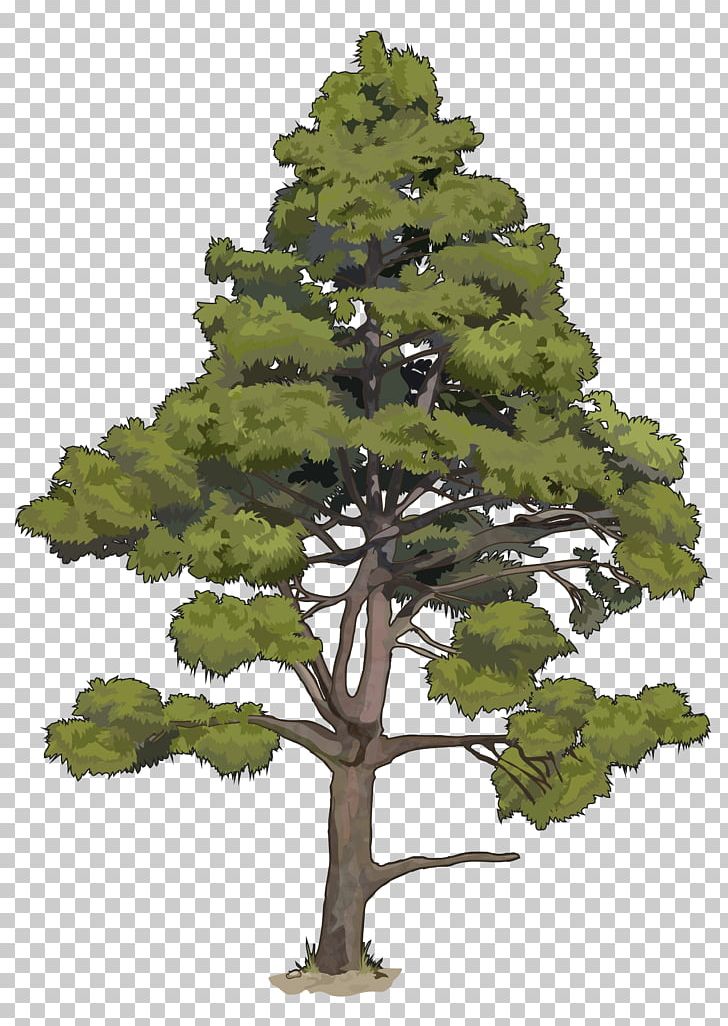 Government Of The Canary Islands Pinus Canariensis Pine Tree PNG, Clipart, Bonsai, Branch, Canary Islands, Conifer, Crown Free PNG Download