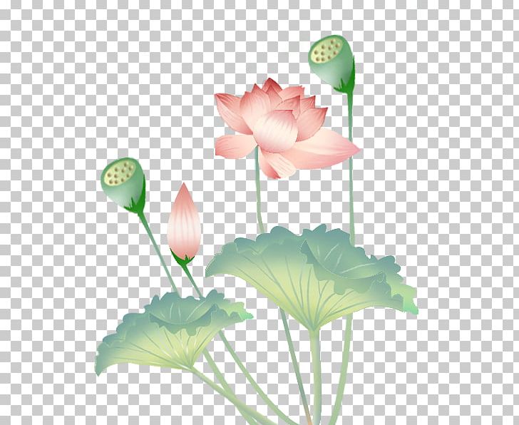 Nelumbo Nucifera Lotus Effect Leaf PNG, Clipart, Aquatic Plant, Botany, Chinese Dragon, Chinese Lantern, Chinese Painting Free PNG Download
