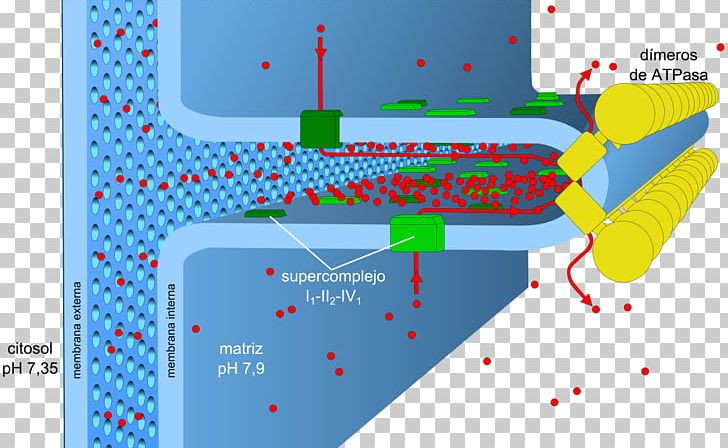 Oxidative Phosphorylation Adenosine Triphosphate Metabolism ATP Synthase PNG, Clipart, Adenosine Triphosphate, Angle, Area, Atpase, Atp Synthase Free PNG Download