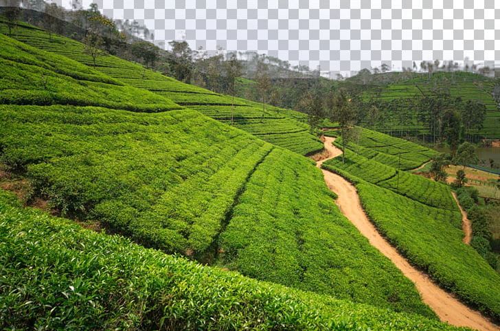 Tea Garden High-definition Television PNG, Clipart, Agriculture, Crop, Farm, Grass, Green Tea Free PNG Download
