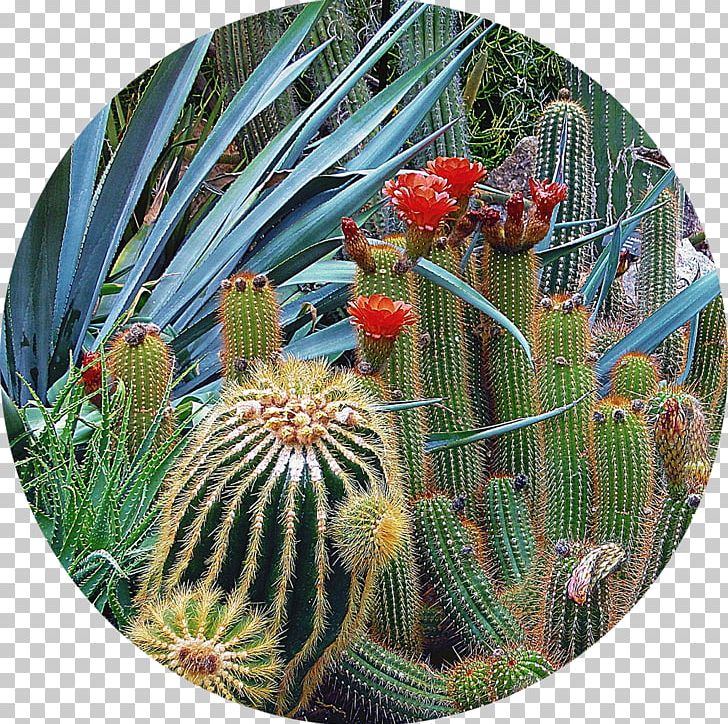 Tucson Botanical Gardens Desert Botanical Garden Westin La Paloma Resort & Spa PNG, Clipart, Arizona, Biome, Bot, Botany, Cactaceae Free PNG Download