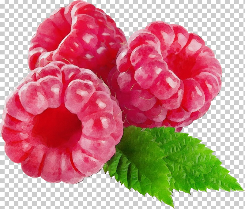 Raspberry Berry Plant Fruit Pink PNG, Clipart, Berry, Blackberry, Flower, Food, Fruit Free PNG Download
