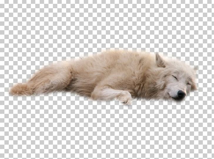 Dog PNG, Clipart, Arctic Fox, Arctic Wolf, Carnivoran, Data, Data Compression Free PNG Download