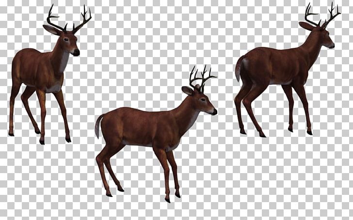 Elk Horse Deer Moose PNG, Clipart, Animals, Antelope, Antler, Deer, Download Free PNG Download