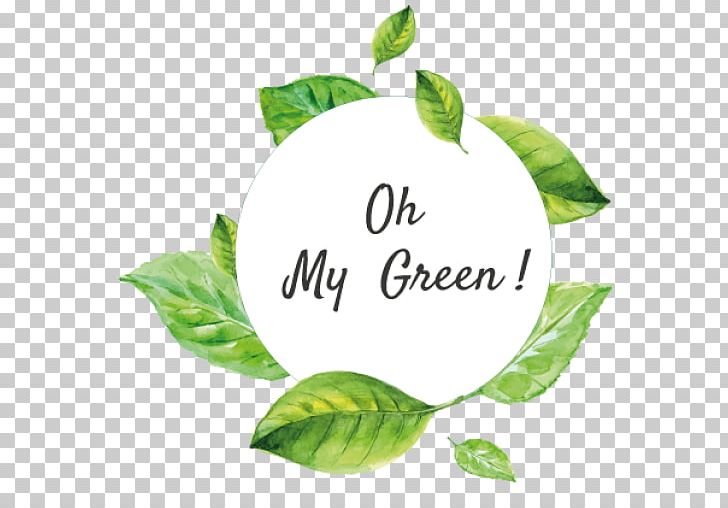 Leaf Tree Font PNG, Clipart, Green Aloe Vera, Leaf, Plant, Tree Free PNG Download
