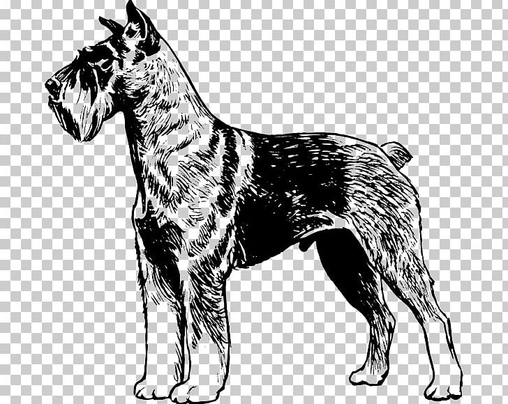 Miniature Schnauzer Giant Schnauzer German Pinscher PNG, Clipart, Ancient Dog Breeds, Black And White, Breed, Carnivoran, Cropping Free PNG Download