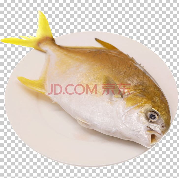 Pampus Argenteus Fish Seafood Portable Network Graphics PNG, Clipart, Animals, Animal Source Foods, Download, Encapsulated Postscript, Fish Free PNG Download