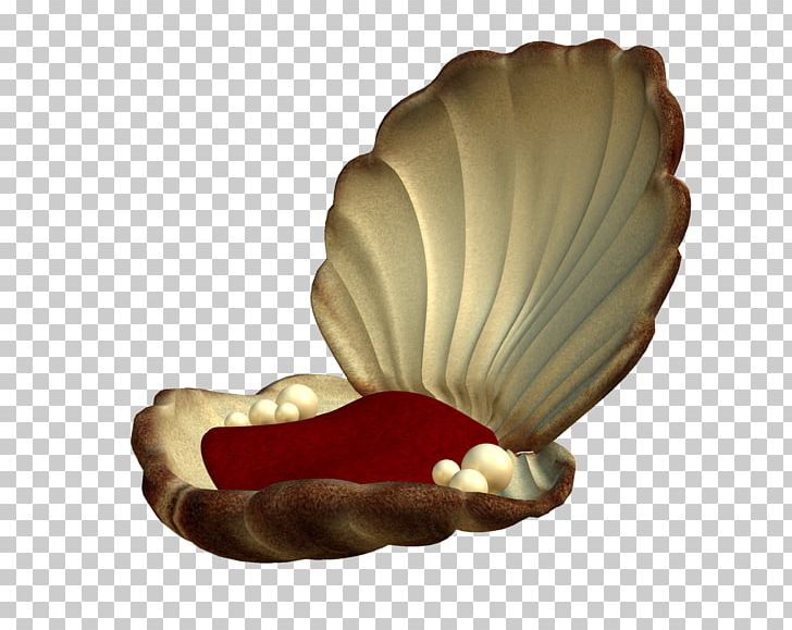 Seashell Pearl Mollusc Shell PNG, Clipart, Anastasia, Animals, Data, Data Compression, Download Free PNG Download