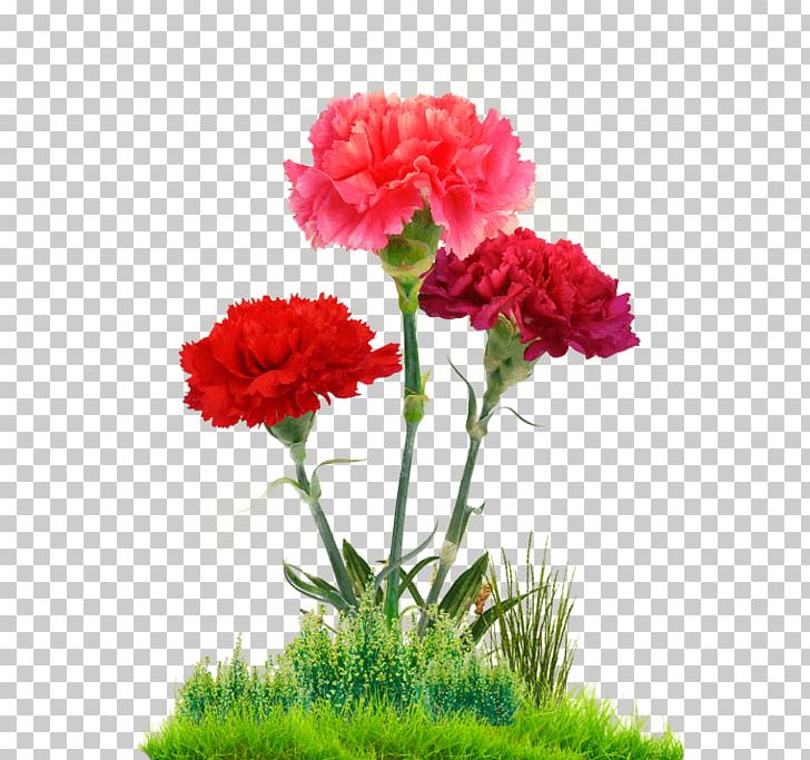 Carnation Cut Flowers Floral Design Flower Bouquet PNG, Clipart, Annual Plant, Carnation, Cut Flowers, Dianthus, Floral Design Free PNG Download