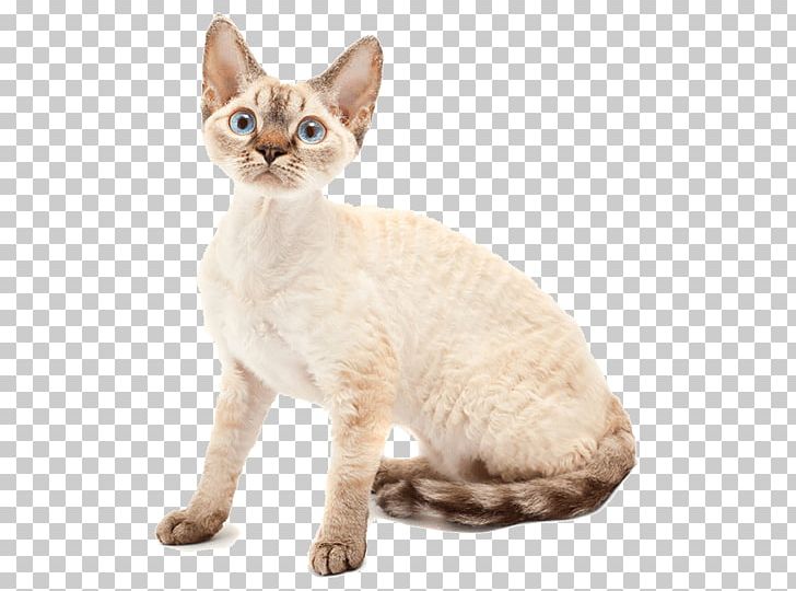 Devon Rex Australian Mist Domestic Short-haired Cat Sphynx Cat Whiskers PNG, Clipart, Animals, Asian, Australian Mist, Balinese, Breed Free PNG Download